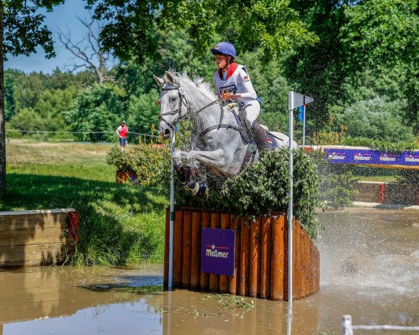 Pferd Champ de Tailleur (KWPN (Niederländisches Warmblut), 2007, von Quidam de Revel)