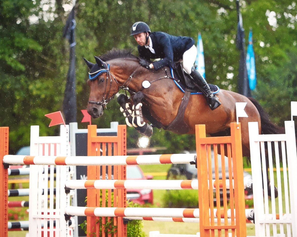 jumper Alhaya (Holsteiner, 2008, from Chico's Boy)