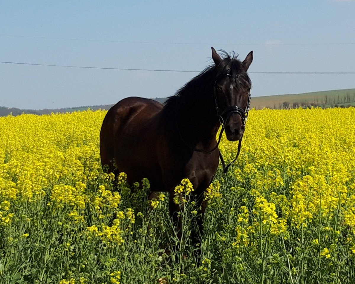broodmare Gipsy (German Riding Pony, 2002, from Brillant's Boy)