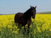 broodmare Gipsy (German Riding Pony, 2002, from Brillant's Boy)