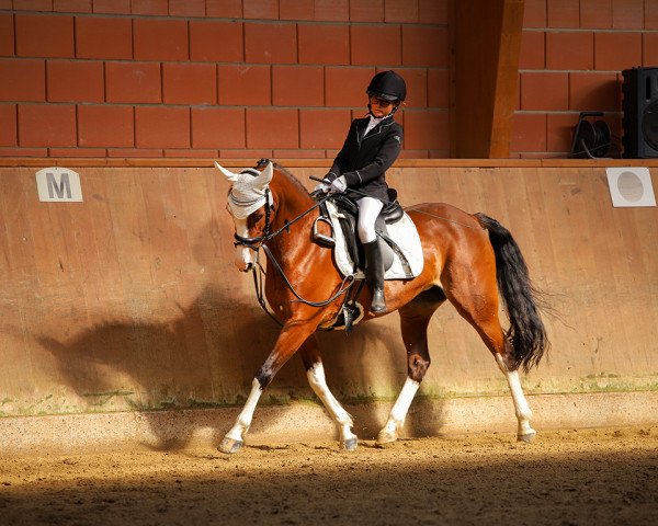 dressage horse Cinderella 689 (Pony without race description, 2012)