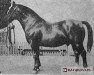 stallion Firley (Oldenburg, 1949, from Fokko)