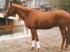 dressage horse Hokkaido 4 (Trakehner, 2009, from Perechlest)