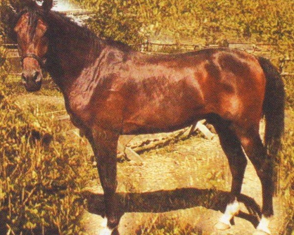 horse Sir John (Arabian, 2005, from Nadir I 1987 ox)