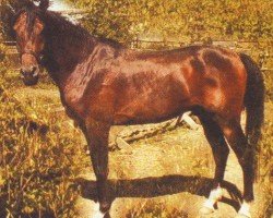 horse Sir John (Arabian, 2005, from Nadir I 1987 ox)