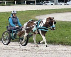 dressage horse Klaus 64 (Pony without race description, 2012)