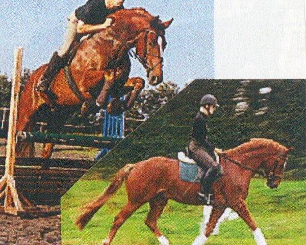 horse Wonderland II (Hanoverian, 2000, from Wonderland)