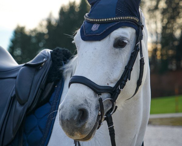 horse Fenja 28 (Austrian Warmblood, 2016, from Camposanto)