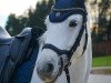 horse Fenja 28 (Austrian Warmblood, 2016, from Camposanto)