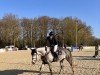 Springpferd Origi d' Essa MK (Holsteiner, 2020, von Origi D'o)