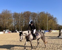 Springpferd Origi d' Essa MK (Holsteiner, 2020)