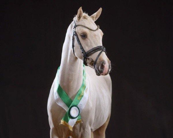 Dressurpferd Delta Gold AT (Deutsches Reitpony, 2022, von D-Gold AT NRW)