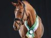 dressage horse New Touch AT (German Riding Pony, 2022, from FS Next Diamond)