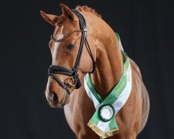 dressage horse New Touch AT (German Riding Pony, 2022, from FS Next Diamond)