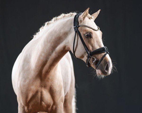 Dressurpferd Dance to the Beat (Deutsches Reitpony, 2022, von Dreidimensional AT NRW)