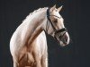 dressage horse Dance to the Beat (German Riding Pony, 2022, from Dreidimensional AT NRW)