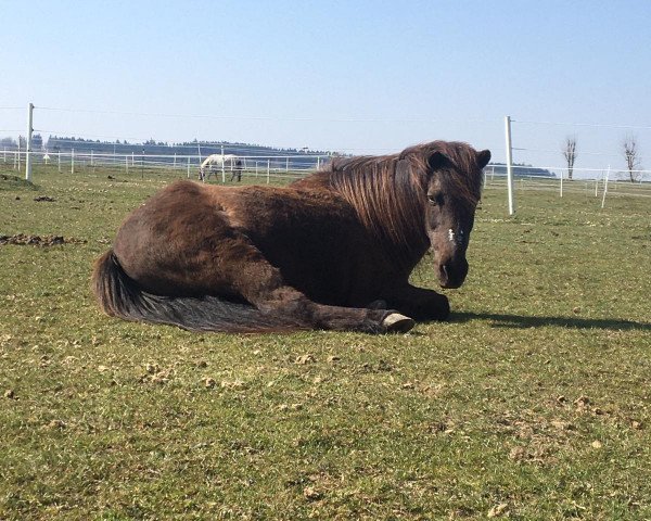 horse Kjoi fra Rodstenskaer (Iceland Horse, 1995, from Aspar frá Sauðárkróki)