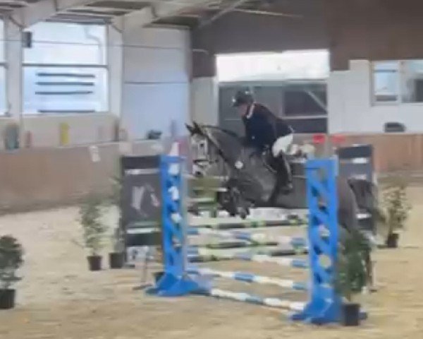 jumper Celeste 66 (German Sport Horse, 2020, from Caroly)