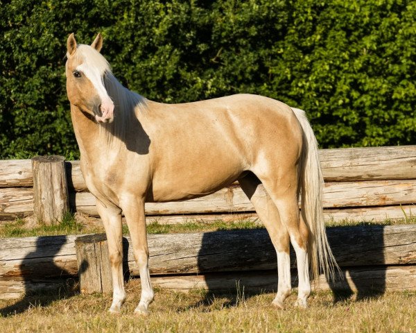 dressage horse Little Miss Sunshine (KWPN (Royal Dutch Sporthorse), 2012)