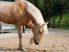 jumper Madie (KWPN (Royal Dutch Sporthorse), 2010)