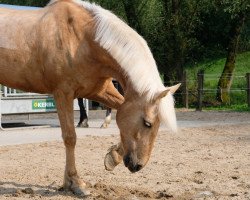 Springpferd Madie (KWPN (Niederländisches Warmblut), 2010)