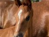 dressage horse Bernay's Bonbon R (Westphalian, 2021, from Bernay)