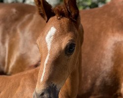 dressage horse Bernay's Bonbon R (Westphalian, 2021, from Bernay)