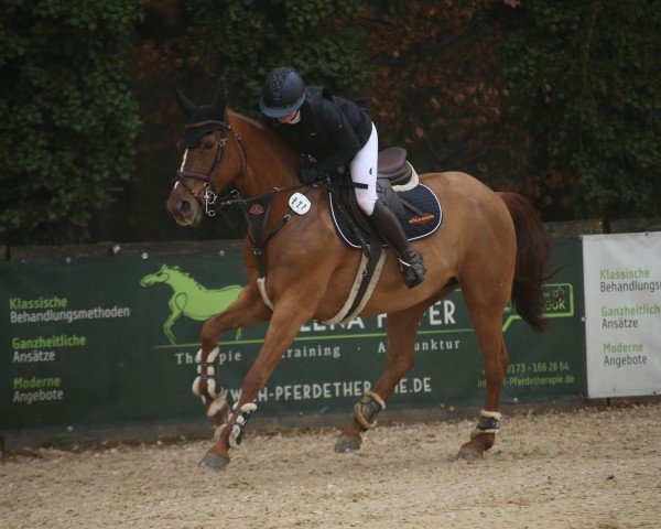 jumper Super Mouse (Hanoverian, 2011, from Syltus)