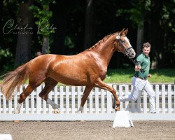 broodmare Fine Lady (Rhinelander, 2018, from Feinrich)