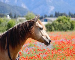 jumper Tari Dun It Better (Quarter Horse, 2008)