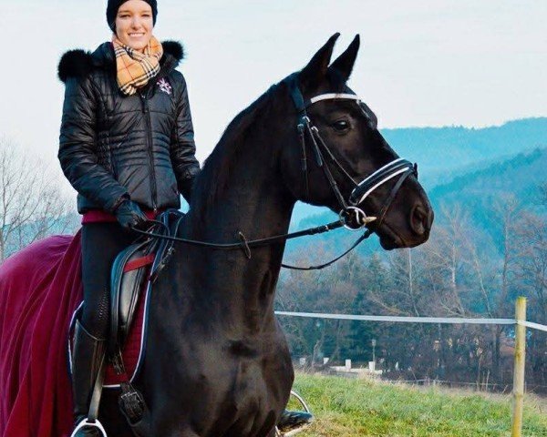 dressage horse Standing Ovation Mg (Oldenburg, 2010, from Stedinger)