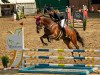 Springpferd Flying Focus (Zangersheide Reitpferd, 2015, von Focus GLN)