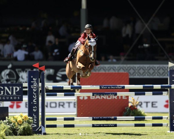 jumper Puertas So What (KWPN (Royal Dutch Sporthorse), 2004, from Quattro B)