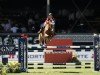 Springpferd Puertas So What (KWPN (Niederländisches Warmblut), 2004, von Quattro B)