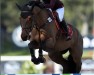 jumper Dukendy (KWPN (Royal Dutch Sporthorse), 2008, from Padinus)