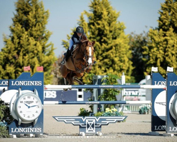 jumper Claire 188 (Westphalian, 2015, from Capistrano 2)