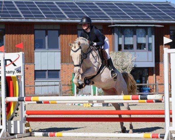 dressage horse Calippo Ice (German Riding Pony, 2016, from Classic Dancer I)