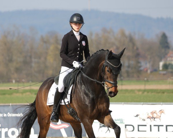 dressage horse Felicitas 16 (German Sport Horse, 2015, from Quotenkönig)