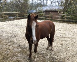 broodmare Betty 246 (German Riding Pony, 2003, from Llanarth Mostyn Triton)