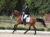 dressage horse Carissimo PZM (German Riding Pony, 2011, from Charisma)