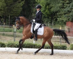 dressage horse Carissimo PZM (German Riding Pony, 2011, from Charisma)