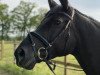 broodmare Bella Amica (Oldenburg, 2011, from Desperados FRH)