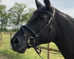 broodmare Bella Amica (Oldenburg, 2011, from Desperados FRH)