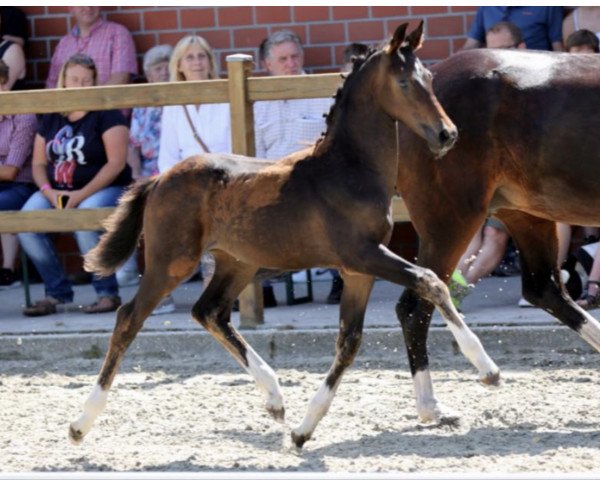 dressage horse Viva l’amore K (Westphalian, 2021, from Vaderland OLD)