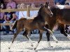 dressage horse Viva l’amore K (Westphalian, 2021, from Vaderland OLD)