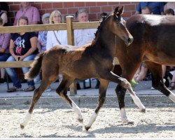 Dressurpferd Viva l’amore K (Westfale, 2021, von Vaderland OLD)