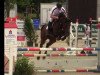 jumper Adele B (Irish horse, 2008, from O-Piloth)