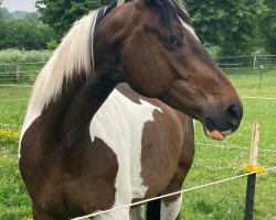 dressage horse Chasin (Pinto / Small Riding Horse, 2014, from Camaro)