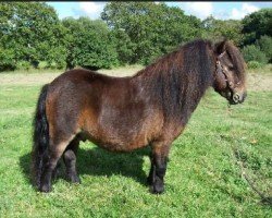 horse Tawna Piran (Shetland pony (under 87 cm), 1998, from Kerswell Musketeer)