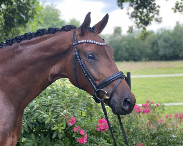 broodmare Fortuna (Hanoverian, 2017, from Fürstenball)